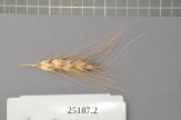 Click for 1 image(s) for this accession. Spike